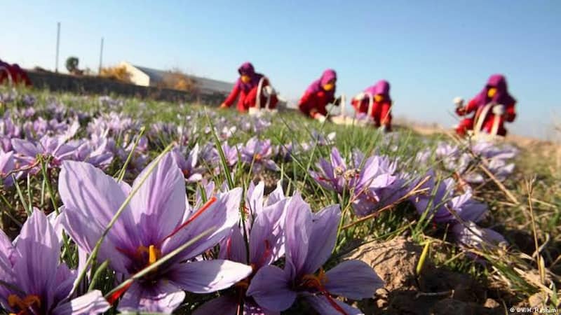 تصویر 1 از زعفران هرات افغانستان مناسب مصارف خانگی و صادراتی